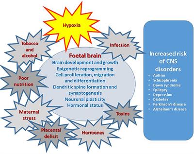 Role of Prenatal Hypoxia in Brain Development, Cognitive Functions, and Neurodegeneration